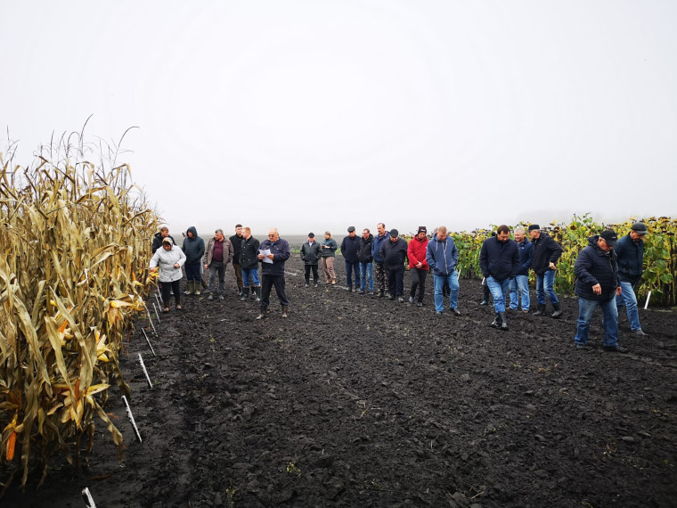 Семинар-совещание по демонстрации посевов гибридов кукурузы иностранной и российской селекции.